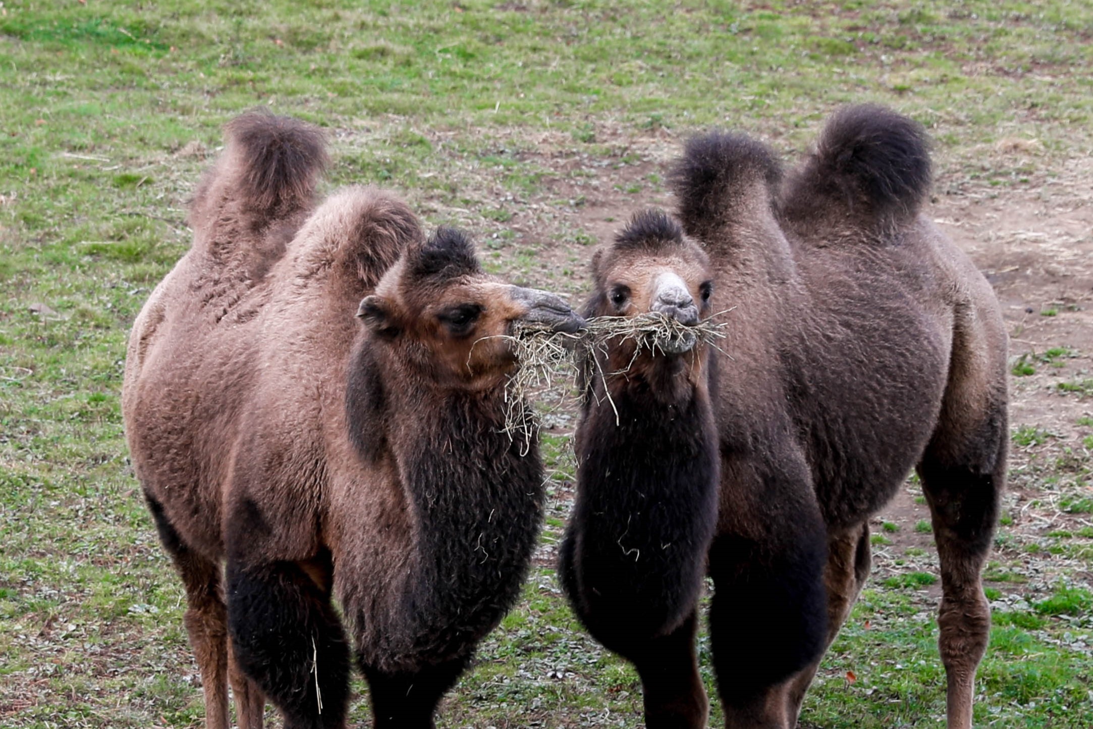 Edinburgh Zoo's bactrian camels CREDIT: RZSS